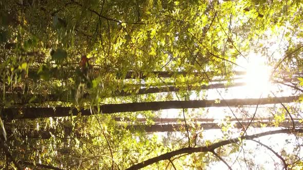 Vertical Video Autumn Forest with Trees in Ukraine Slow Motion