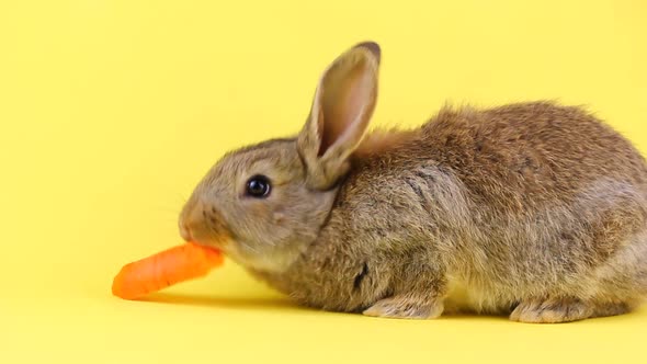 Little Fluffy Brown Rabbit Eating a Young Fresh Orange Carrot on a Yellow Pastel Background