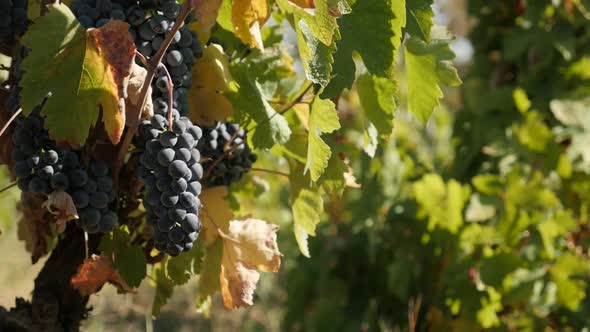 Slow motion of common grape close-up 1920X1080 HD footage - Vines of  seasonal Vitis vinifera fruit 