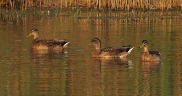 group of duck mallard female