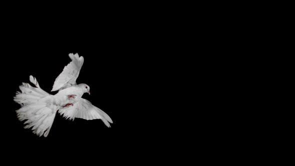 White bird flapping on black background, Slow Motion