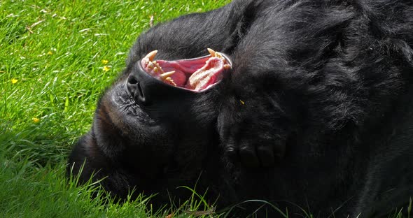 Eastern Lowland Gorilla, gorilla gorilla graueri, Silverback Male Laying down on Grass, Yawning