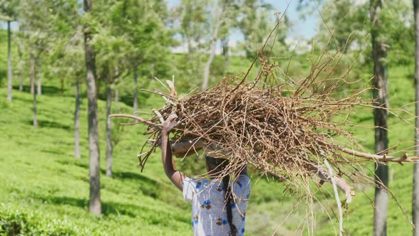 Person Walks Holding Large Wood Pile Over Head Slow