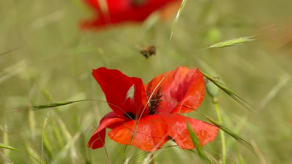 The Bee Flies Over the Poppy Flower