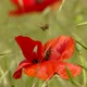 The Bee Flies Over the Poppy Flower - VideoHive Item for Sale
