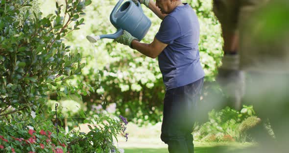 Video of focused biracial senior man watering plants in garden