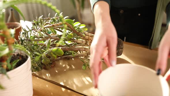 Woman transplanting Crassula plant into new pot at home