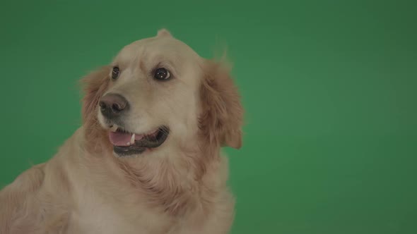 Golden Retriever Hunter Dog Enjoy Turbulence Wind Isolated On Green Screen Video Footage