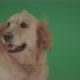 Golden Retriever Hunter Dog Enjoy Turbulence Wind Isolated On Green Screen Video Footage - VideoHive Item for Sale