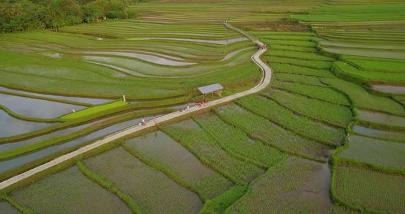 Aerial view of terraced rice fields with a small road in the middle in Magelang, Indonesia. Drone sh