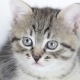 Kitten - VideoHive Item for Sale