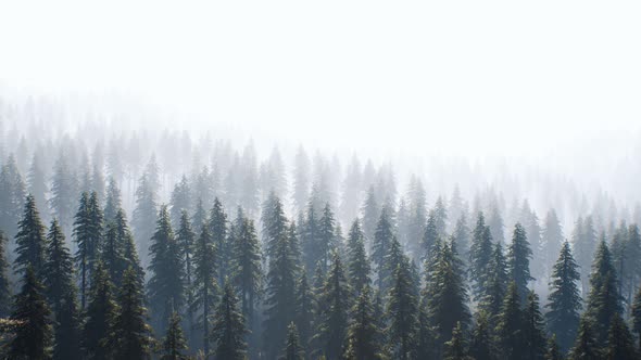 Aerial View of Green Spruce Forest