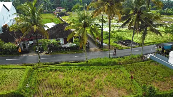 Amazing cinematic Ubud, Bali drone footage with exotic rice terrace, small farms, village houses and