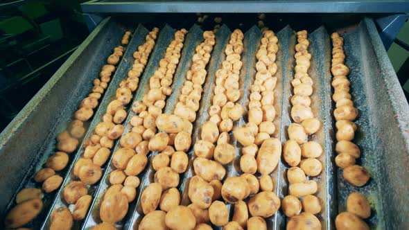 Food Plant Conveyor Sorting Potatoes on a Factory Conveyor