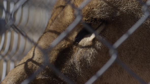 Lioness extreme close up in captivity cage