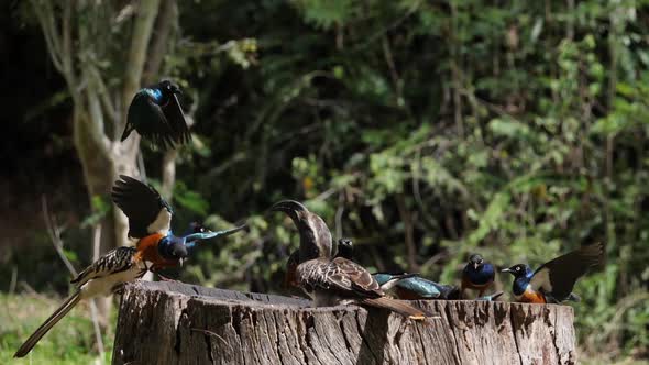 980243 Birds at the Feeder, Superb Starling, Red-billed Hornbill, African Grey Hornbill, Group in fl