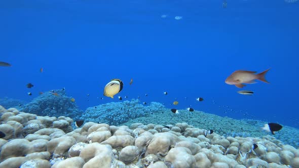 Blue Sea Water Colourful Fish