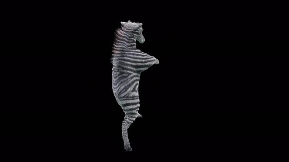 27 Zebra Dancing 4K