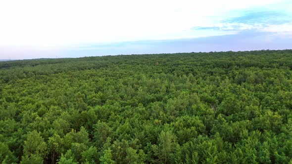 Natural green scenery in the countryside