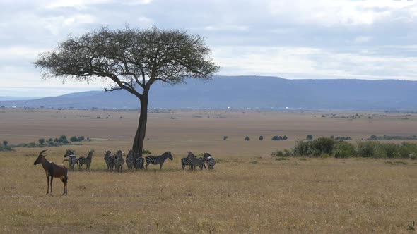 Topi and zebras near an acacia tree