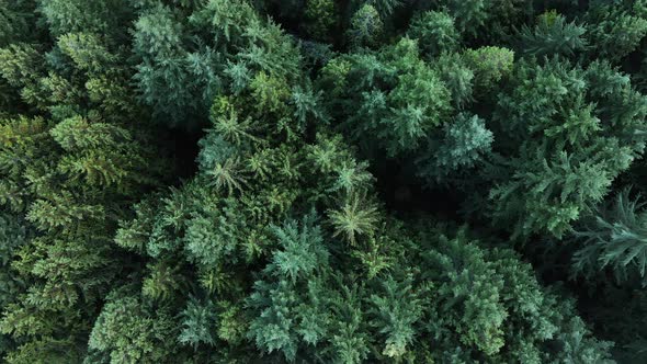 Top down view of beautiful boreal coniferous forest in Nelson, British Columbia. Vertical fly-over a