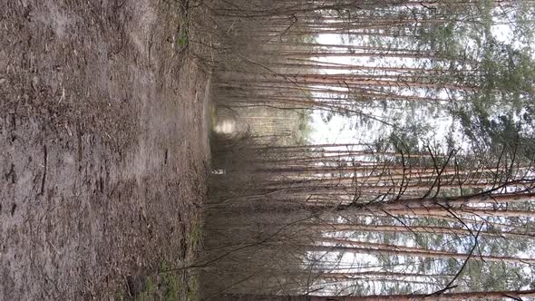 Vertical Video of a Road in the Forest