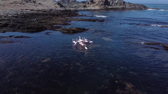 Group of flamingos is walking in shallow water near the shore, Luderitz