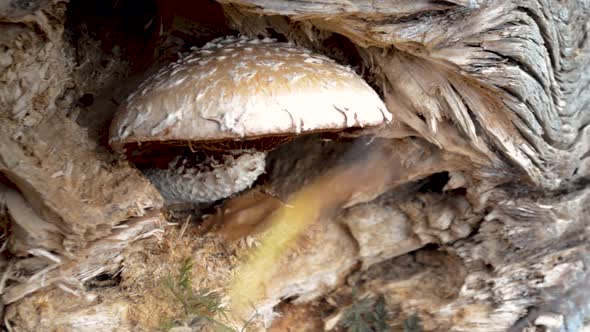 A Mushroom growing out of a tree.