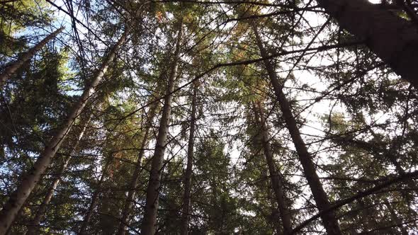 Moving view inside a mountain forest.