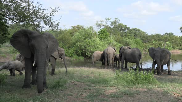 Group of elephants by waterhole fan ears to cool down and scent air