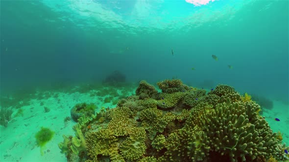 Coral Reef and Tropical Fish Underwater