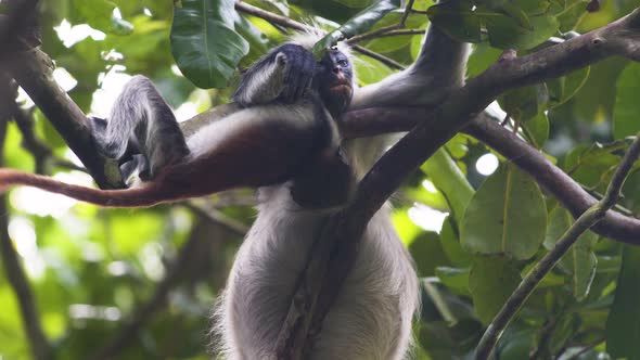 Red colobus monkey baby hanging upside down on branch next to mother.