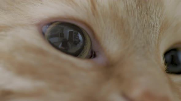 Cute Ginger Cat Lying on Chair. Close Up Portrait of Fluffy Pet Dozing at Cozy Home. Flat Profile