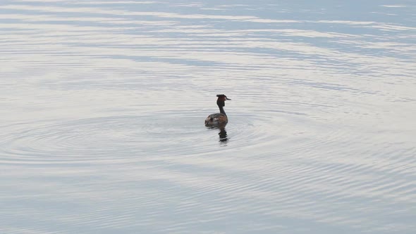 Wild Ducks Great Crested Grebe Swim on the Lake Water