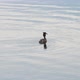 Wild Ducks Great Crested Grebe Swim on the Lake Water - VideoHive Item for Sale