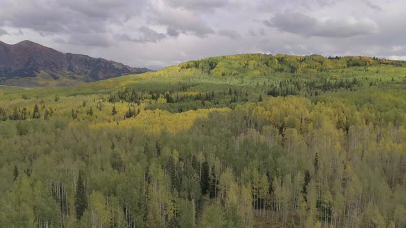 Fall foliage by Crested Butte, CO