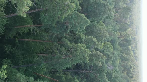 Vertical Video of a Forest with Trees in Ukraine