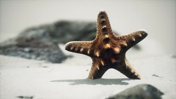 Red Starfish Ocean Beach Golden Sand