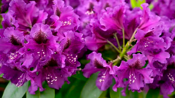 Purple Rhododendron Flowers In The Garden. 