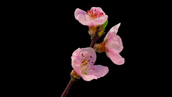 Peach Blossom Timelapse Isolated 2