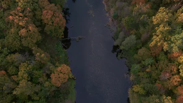 Top Down Autumn Wood