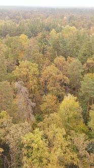 Vertical Video Autumn Forest with Trees By Day Slow Motion