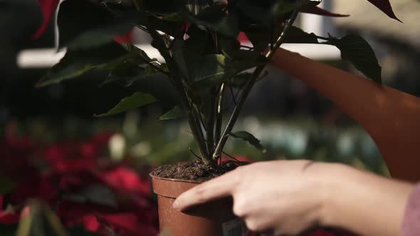 Closeup View of Young Female Gardener in Uniform Watering a Pot of Red Poinsettia with Garden