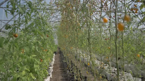 Endless Rows of Tall Tomato Bushes in Greenhouse