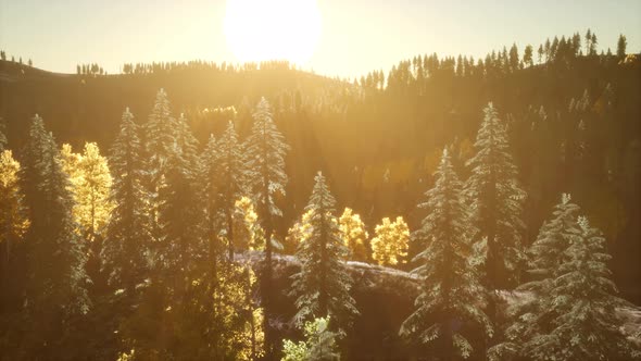 Rays of the Sun Make Their Way Through the Branches