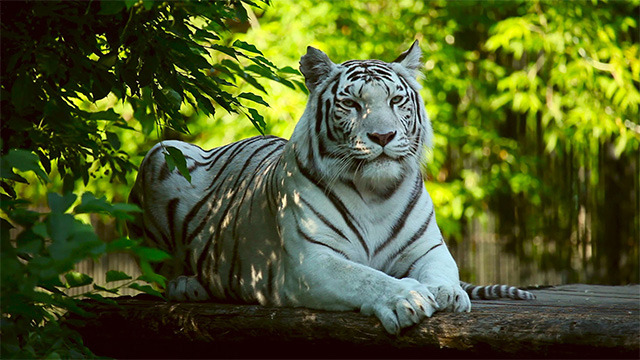 White tigress.