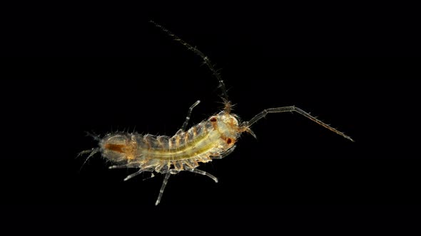 The Marine Isopod Under a Microscope, Suborder: Asellota, Mainly Live on the Seabed