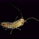 The Marine Isopod Under a Microscope, Suborder: Asellota, Mainly Live on the Seabed - VideoHive Item for Sale