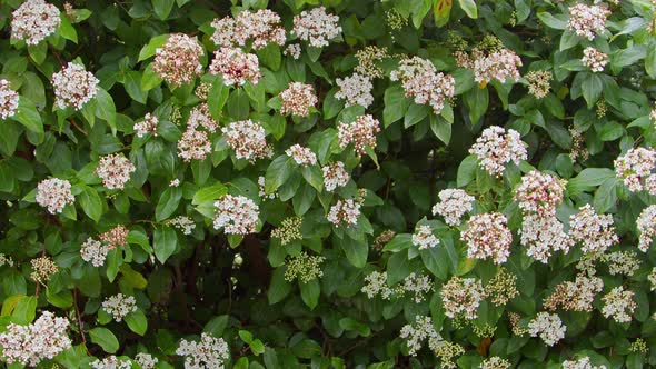 Spring Blooming Assylum And Its Leaves