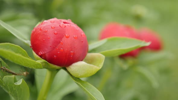 Shallow DOF of half-opened Paeonia peregrina green flower  4K 2160p 30fps UltraHD footage - Opening 